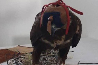 Canlı mühre ile avlanan 2 kişiye para cezası