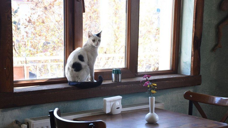 İşlettiği kafenin bir kısmını sokak hayvanlarına ayırdı