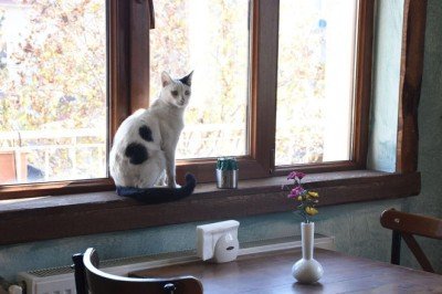 İşlettiği kafenin bir kısmını sokak hayvanlarına ayırdı