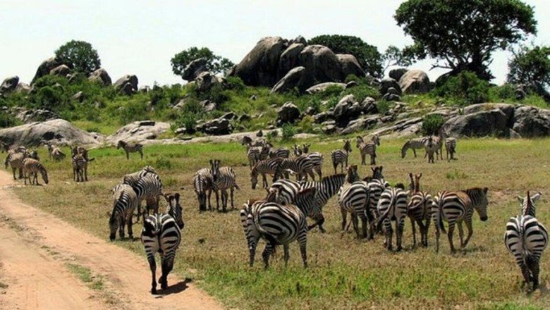 Serengeti Milli Parkı Nerede? Serengeti Milli Parkı&amp;#39;na Nasıl Gidilir? Serengeti Hakkında Bilinmesi Gerekenler
