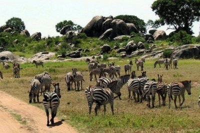 Serengeti Milli Parkı Nerede? Serengeti Milli Parkı'na Nasıl Gidilir? Serengeti Hakkında Bilinmesi Gerekenler