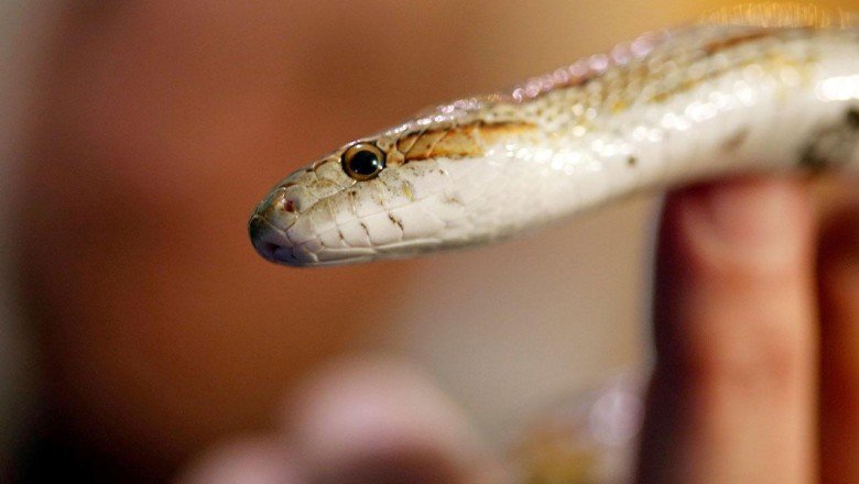 Adana'da bir kişiye mısır yılanı bulundurmaktan ceza kesildi