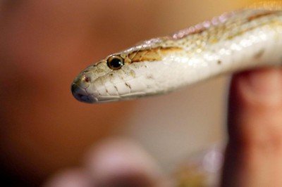 Adana'da bir kişiye mısır yılanı bulundurmaktan ceza kesildi