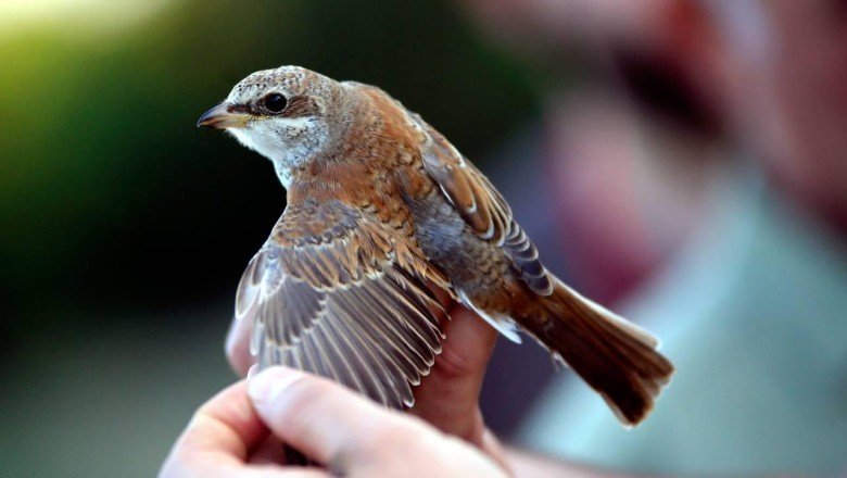 Avrupa'da kuş nüfusu 40 yılda 600 milyon azaldı