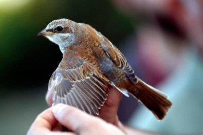 Avrupa'da kuş nüfusu 40 yılda 600 milyon azaldı