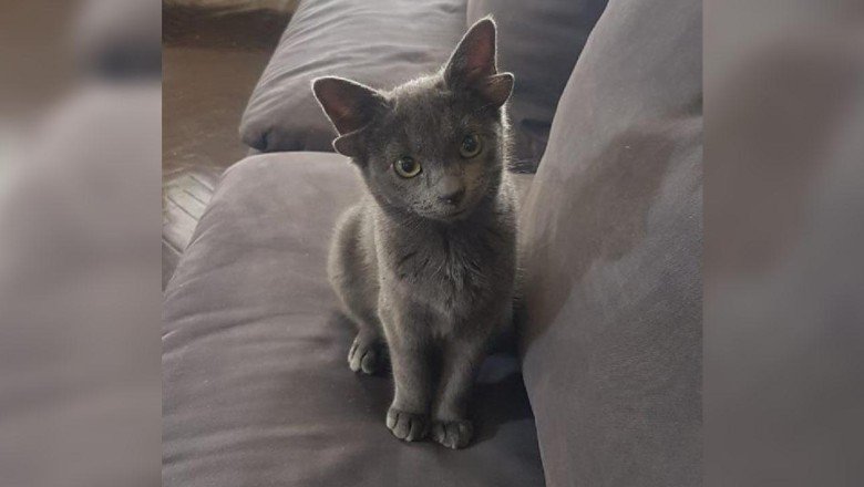 Dört kulaklı Midas arkadaşlarına umut olacak