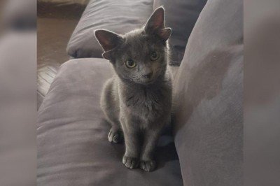 Dört kulaklı Midas arkadaşlarına umut olacak