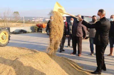 Sinop çeltik üretimiyle Türkiyede 6'ncı sırada