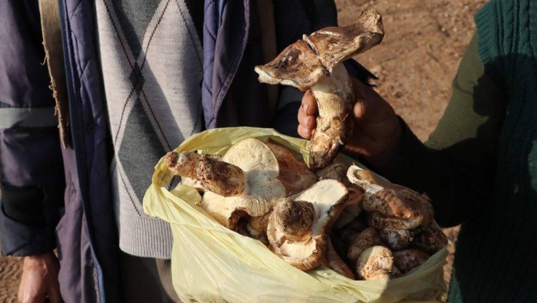 Toroslardan toplanan mantarlar Japonya'ya ihraç ediliyor