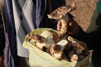 Toroslardan toplanan mantarlar Japonya'ya ihraç ediliyor