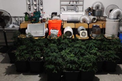 Balıkesir'de villada Hint keneviri yetiştiren şüpheli tutuklandı