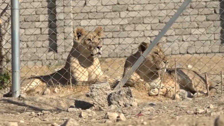 Evinde 3 aslan besliyor