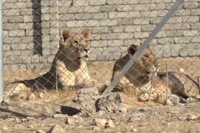 Evinde 3 aslan besliyor