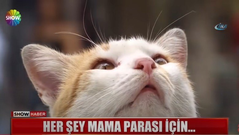 Herşey Mama Parası İçin Dilenen Kedi