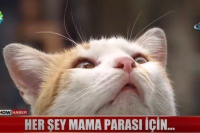 Herşey Mama Parası İçin Dilenen Kedi