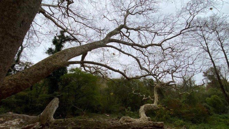 İstanbul'un en yaşlı ağacı 1300 yaşında
