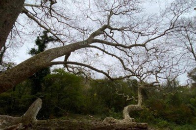 İstanbul'un en yaşlı ağacı 1300 yaşında