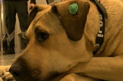 Tarihte buda oldu: Boji iftiraya uğradı, suçlanmıştı, gerçek ortaya çıktı