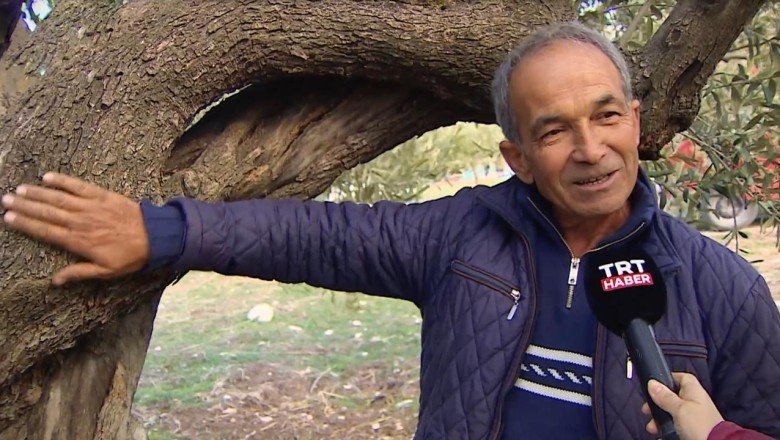 Tescillenen asırlık ağaçlarına çocuğu gibi bakıyor