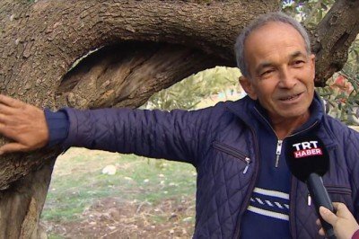 Tescillenen asırlık ağaçlarına çocuğu gibi bakıyor