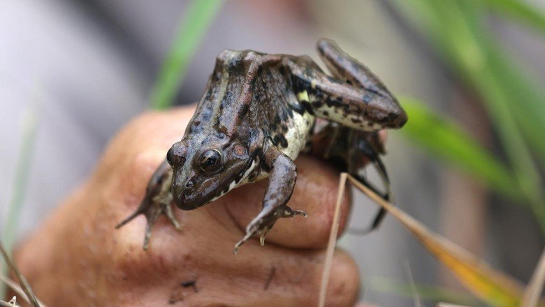 Babadan oğula geçen meslek: Kurbağa avcılığı
