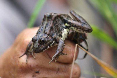 Babadan oğula geçen meslek: Kurbağa avcılığı