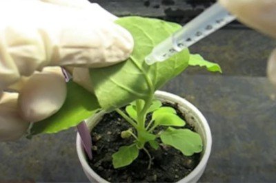 Bilim insanları böcek ilacına alternatif bitki üretti