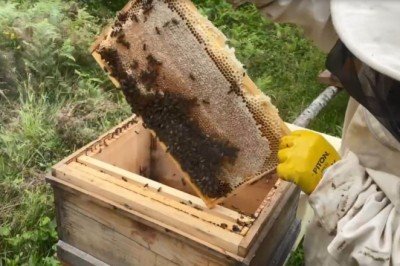 Artvinde 300 yıldır üretilen Hatila balı coğrafi işaret aldı