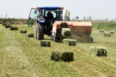 Çiftçiler kaba yemi devlet desteği ile erken topladı