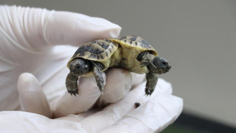 İkiz kaplumbağalara Pamuk ve Kale ismi verildi