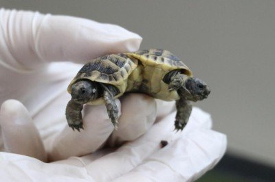 İkiz kaplumbağalara Pamuk ve Kale ismi verildi