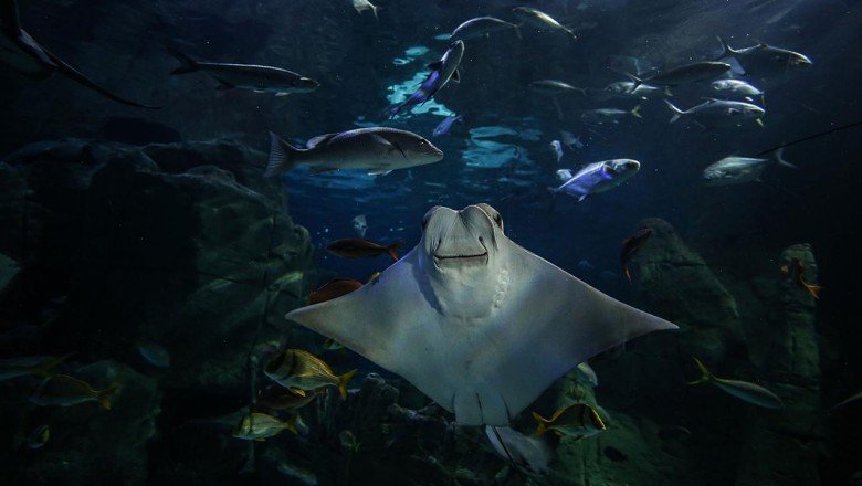 İstanbul Akvaryum 5 gün öğretmenlere ücretsiz olacak