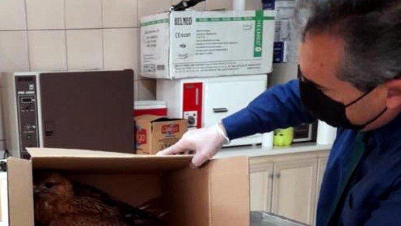 Kırşehir'de son iki yılda doğada yaralı bulunan 60 kuş tedavi edildi