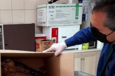 Kırşehir'de son iki yılda doğada yaralı bulunan 60 kuş tedavi edildi