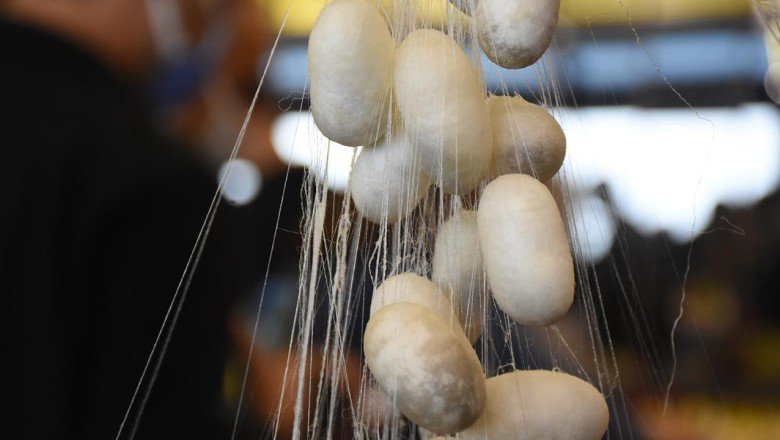 Koza üretimi hibe destekleriyle artacak