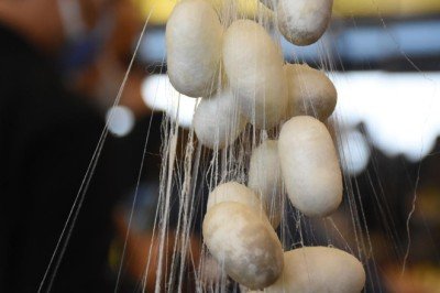 Koza üretimi hibe destekleriyle artacak