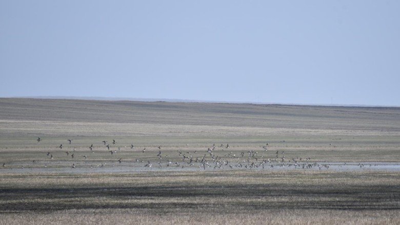 Kuyucuk Gölünde 12 yeni kuş türü keşfedildi