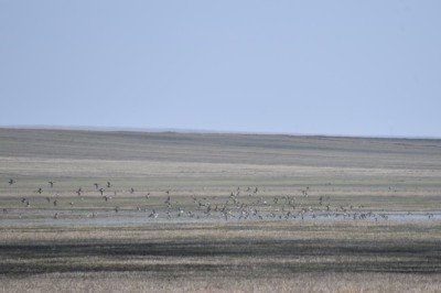 Kuyucuk Gölünde 12 yeni kuş türü keşfedildi