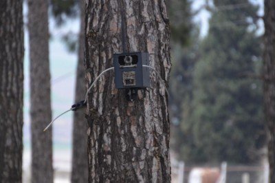 Yaban hayatına ekolojik köprü