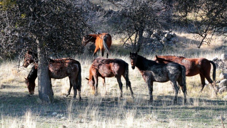 Beypazarı, yaylalarında yaban hayatı ve yılkı atlarına ev sahipliği yapıyor