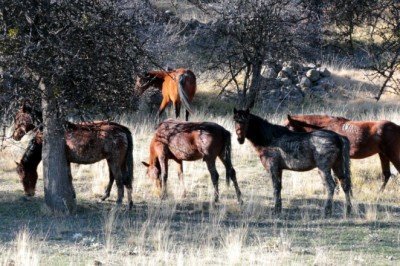 Beypazarı, yaylalarında yaban hayatı ve yılkı atlarına ev sahipliği yapıyor