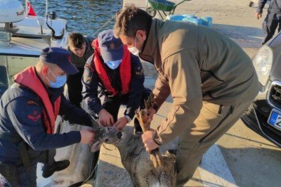 Sahil Güvenlik Komutanlığı ekipleri denizdeki karacayı kurtardı