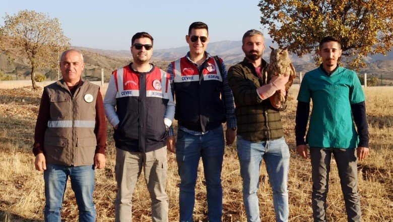 Şırnak'ta bitkin halde bulunan puhu koruma altına alındı