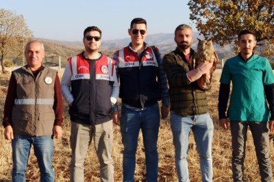 Şırnak'ta bitkin halde bulunan puhu koruma altına alındı