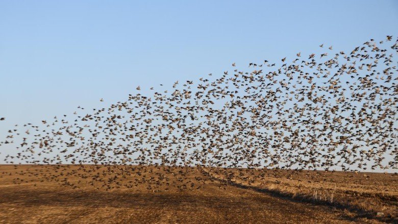 Tekirdağ'da sığırcıkların dansı