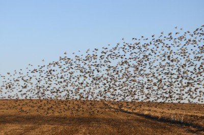 Tekirdağ'da sığırcıkların dansı