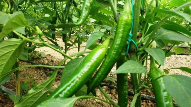 Her derde deva: Samandağ biberi