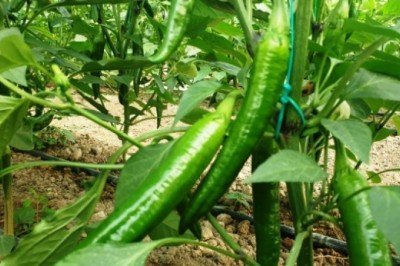 Her derde deva: Samandağ biberi