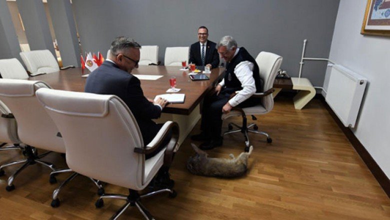 Manas Üniversitesi'nin maskotu 'Kırpık'a oy hakkı