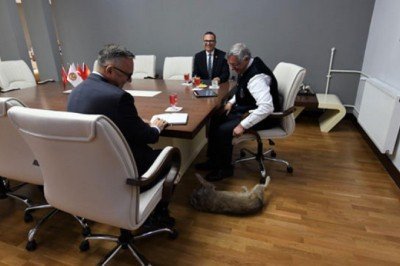 Manas Üniversitesi'nin maskotu 'Kırpık'a oy hakkı